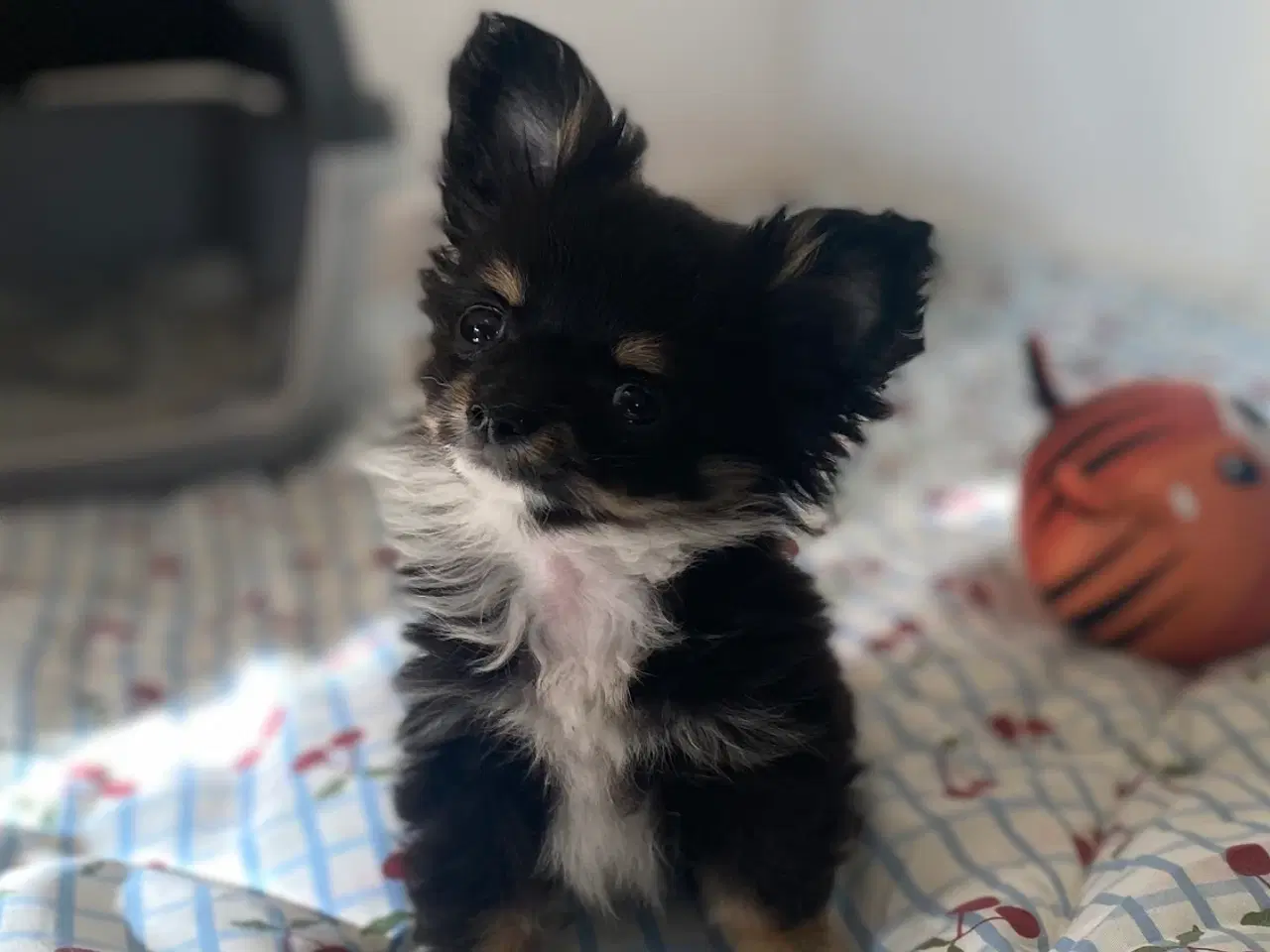 Billede 7 - Smuk, lille hvalp 