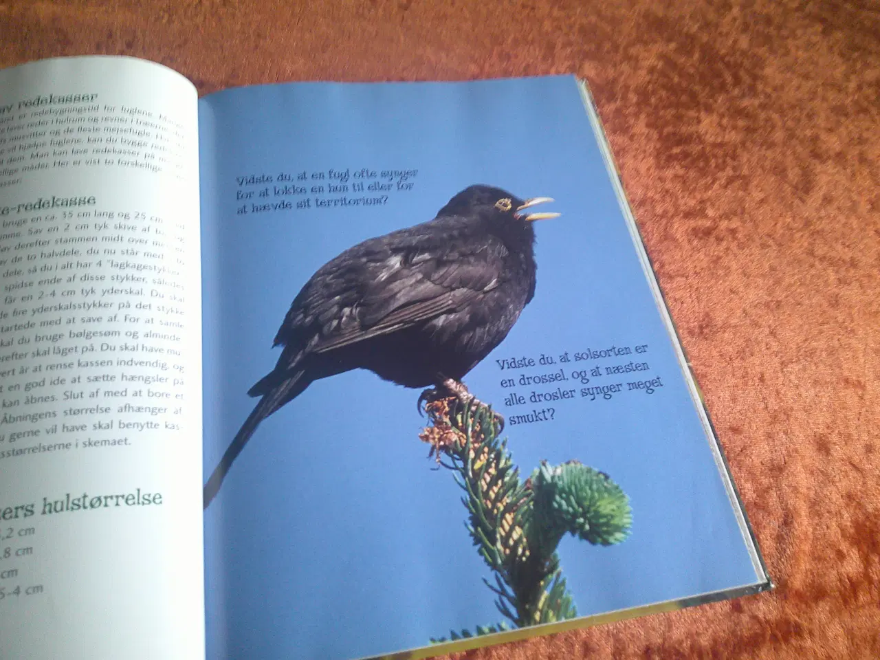 Billede 3 - Børnenes naturbog, Trine Sørensen