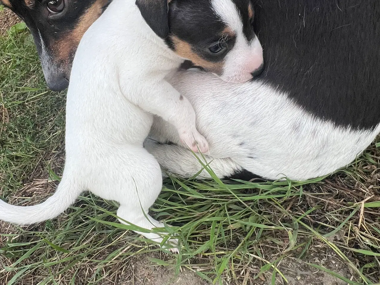Billede 3 - Dansk svensk gårdhund 