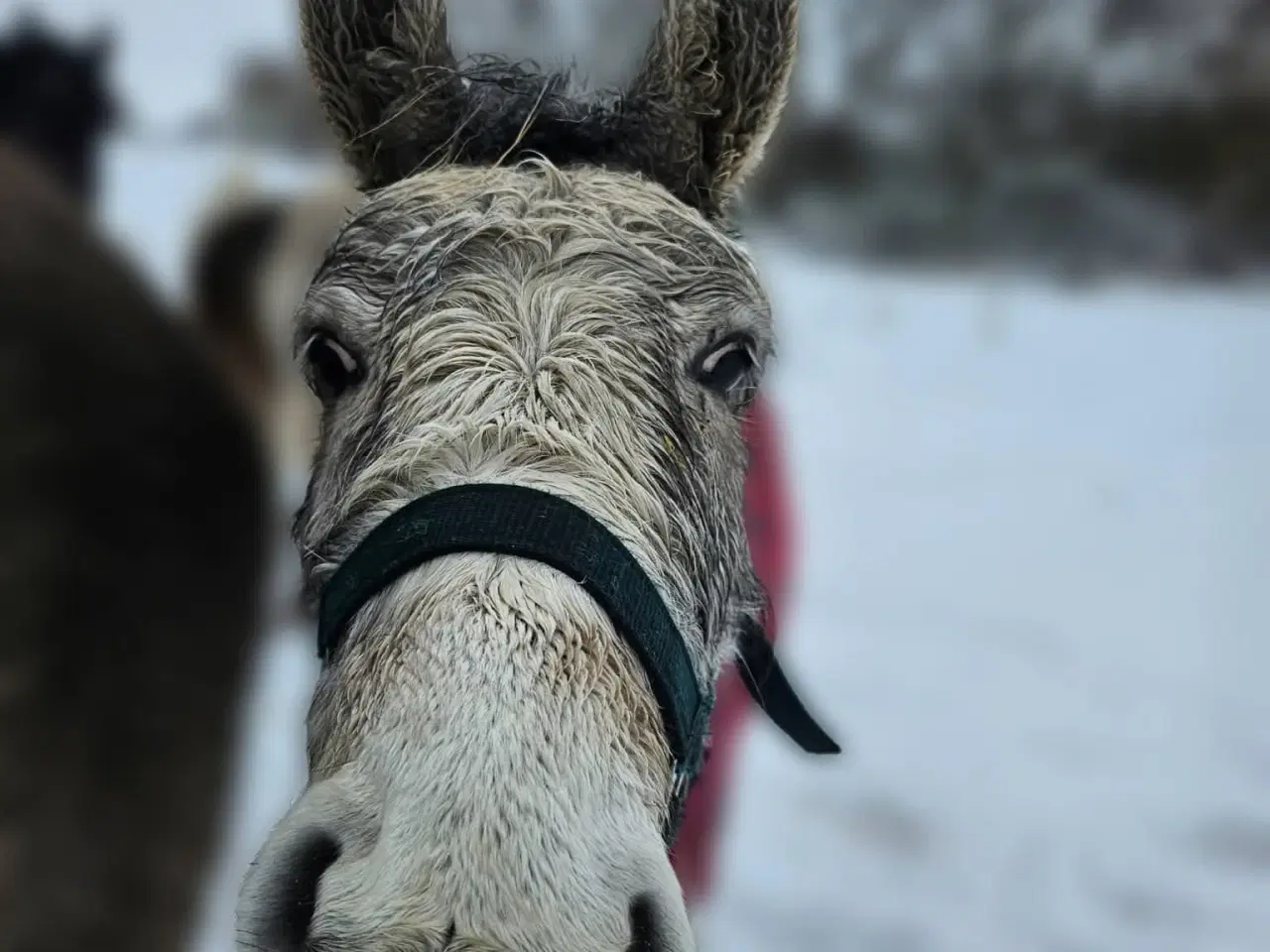 Billede 6 - 💜 Lille Benny Bomstærk søger sit menneske.  