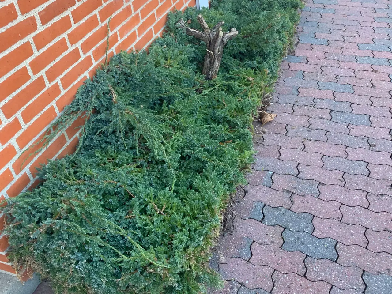 Billede 2 - Thuja busk og solbærbusk m m og mange marksten