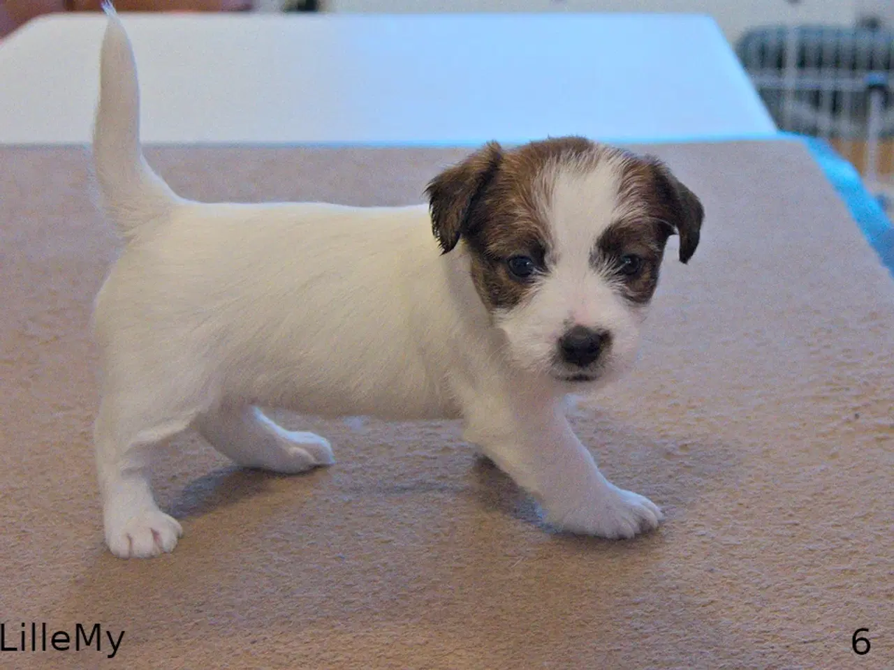 Billede 4 - Jack Russel Terrier hvalpe m. stamtavle