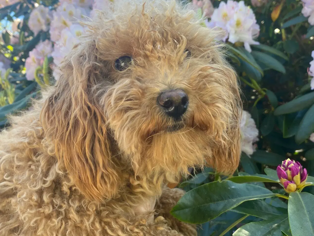 Billede 9 - Mini Goldendoodle søger nyt hjem 