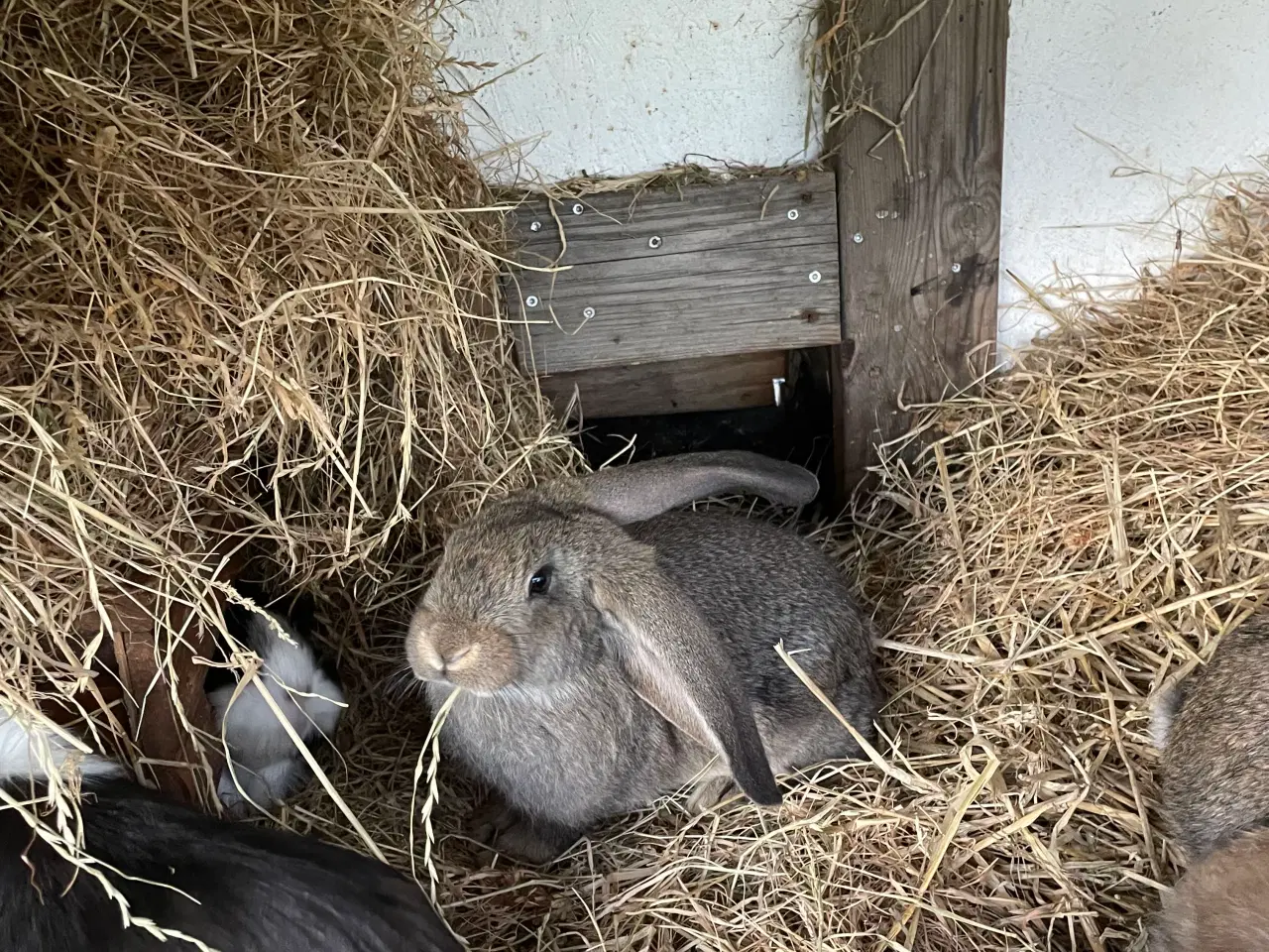 Billede 2 - Franskvædder/ begiskkæmpe unger
