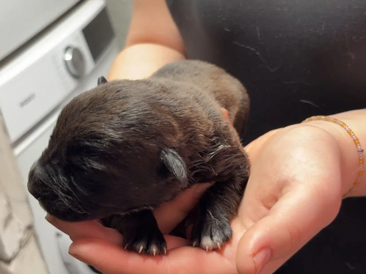 Billede 8 - Skønne hvalpe 