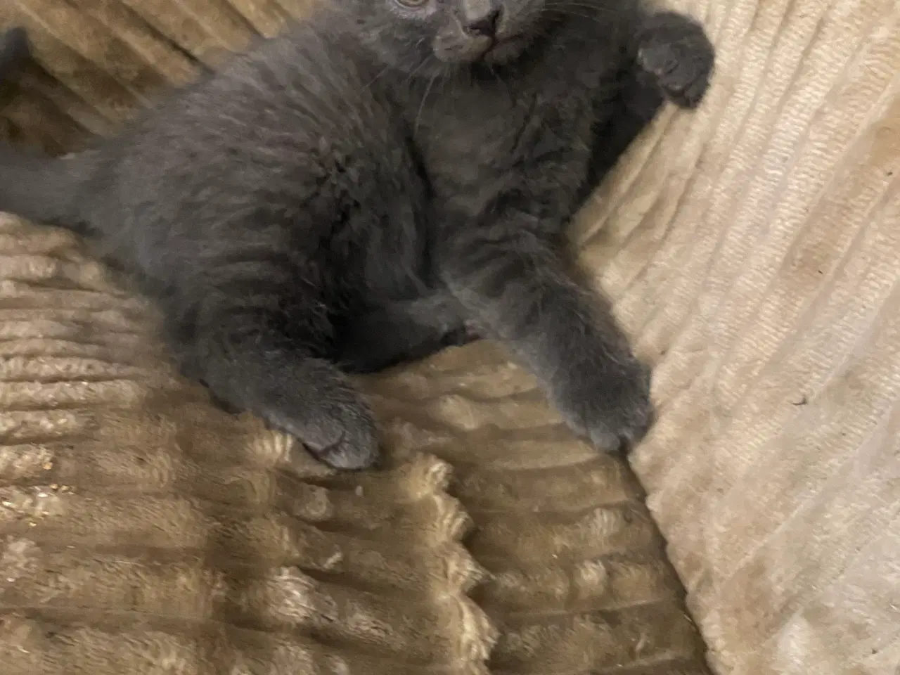 Billede 7 - Domestic blue killing