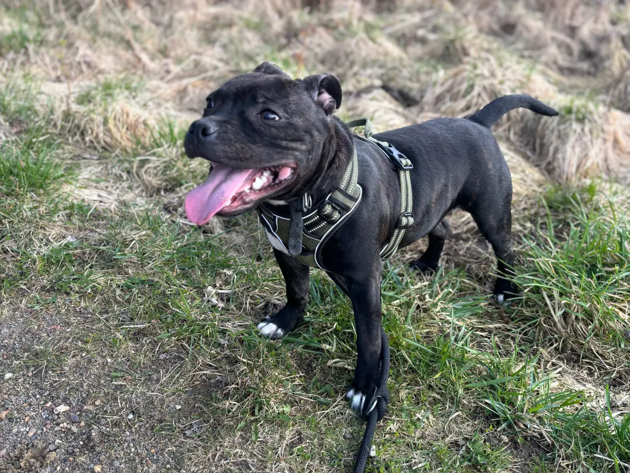 Billede 2 - Staffordshirt bull terrier(med stamtavle)