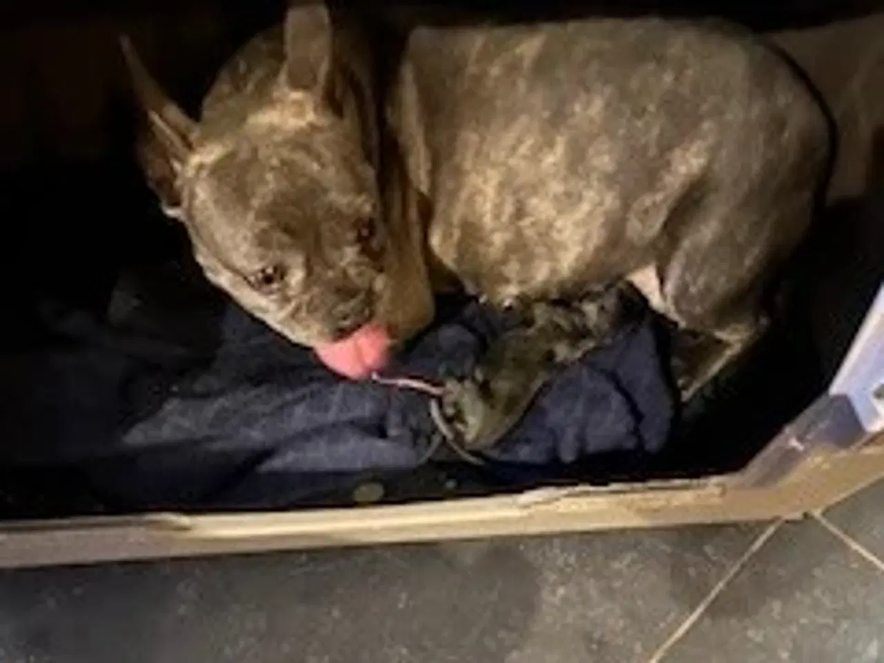 Billede 1 - FRANSK BULLDOG HVALPE 8 UGER SALGSKLAR NU