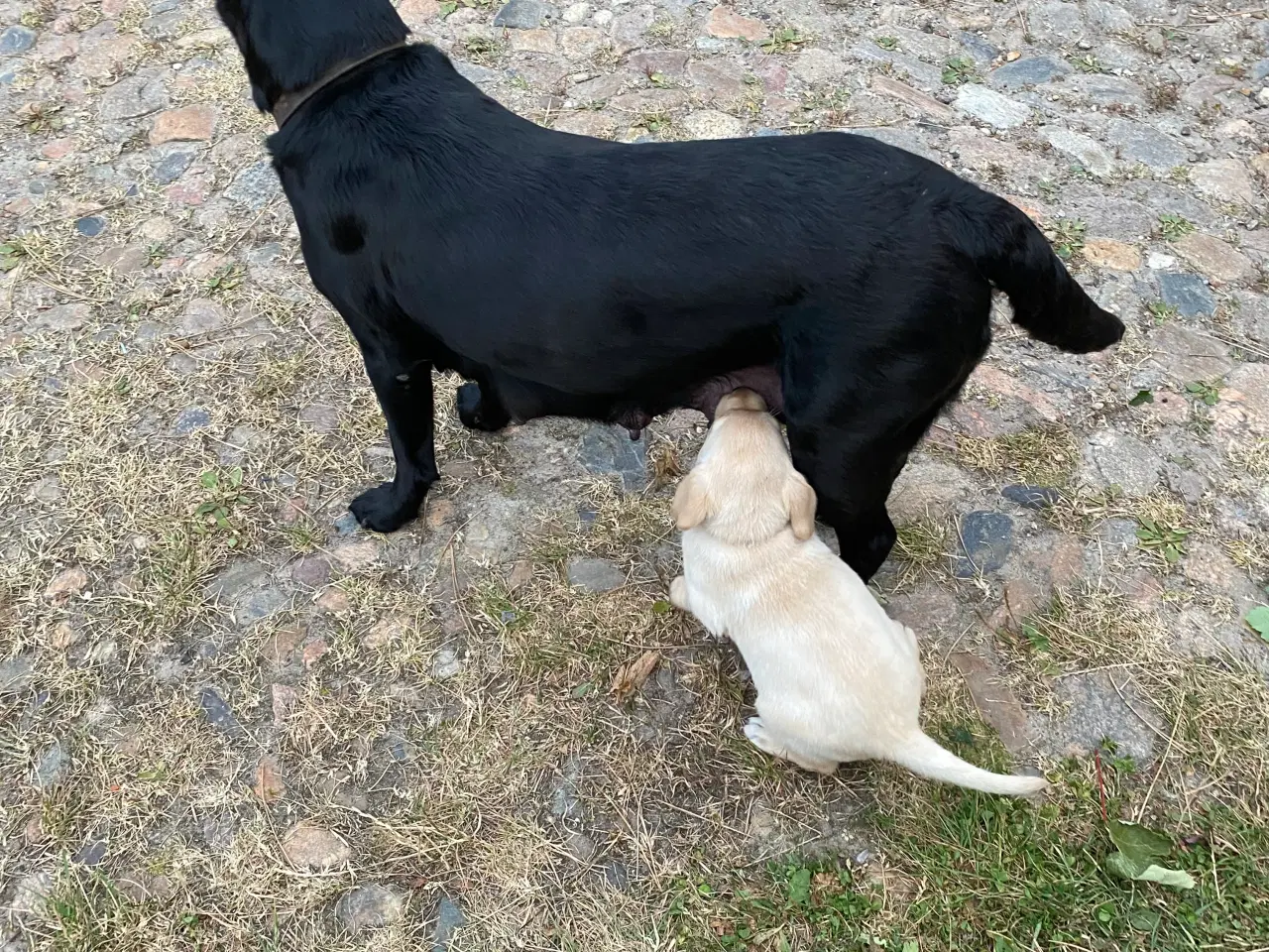 Billede 7 - Labrador Retriever Dkk