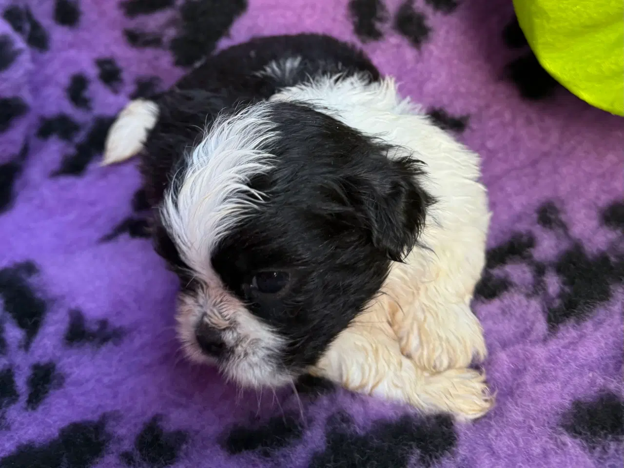 Billede 14 - Shih  tzu-mor/ Coton de Tulear-far