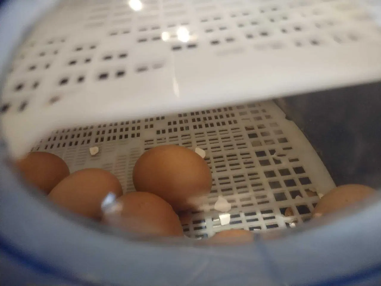 Billede 4 - Borotto Real 24 rugemaskine 