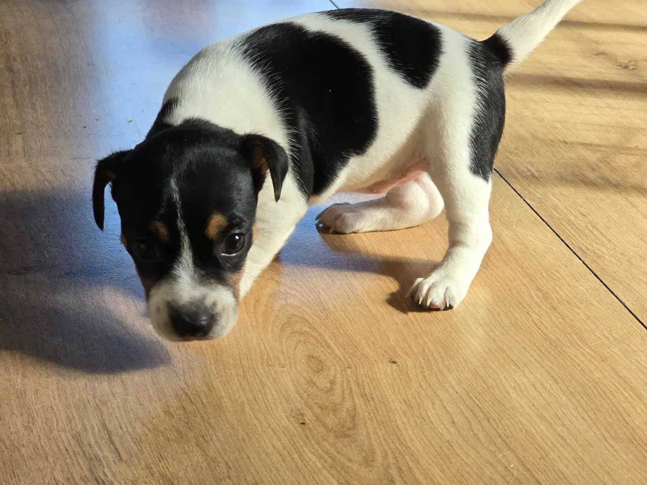 Billede 10 - Dansk svensk gårdhund / jack russel hvalpe
