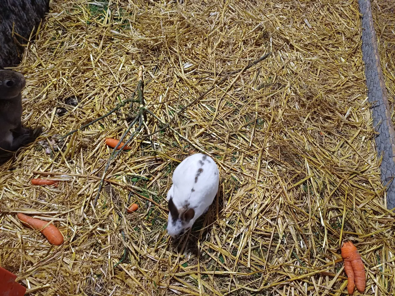 Billede 2 - Lille rex