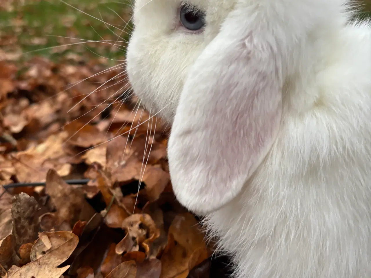 Billede 4 - Minilop kaniner sælges