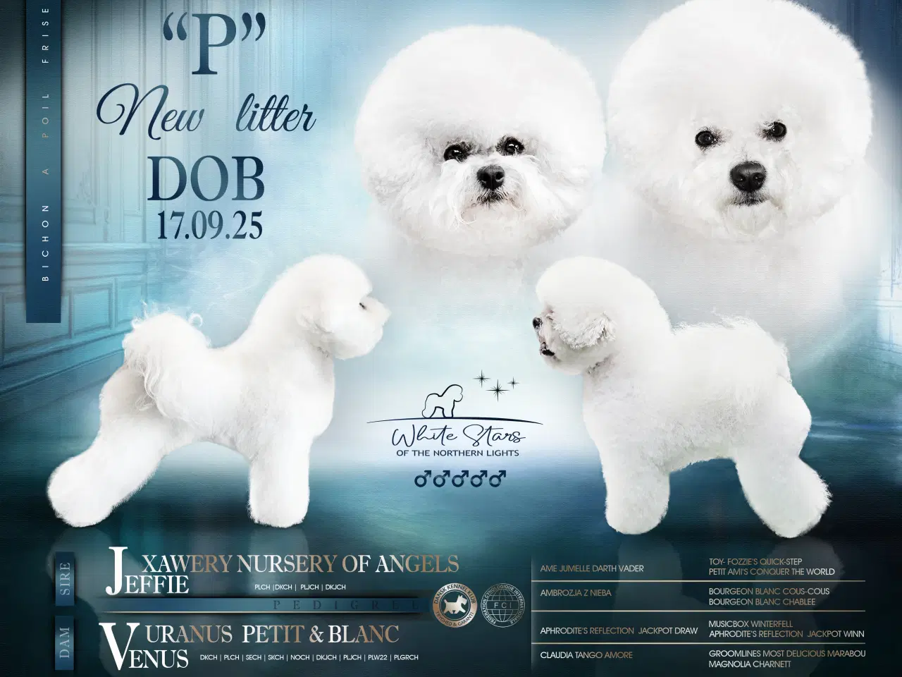 Billede 1 - Bichon Frise allergivenlige hvalpe