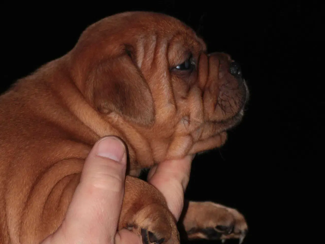 Billede 2 - Staffordshire Bull Terrier tæve DKK