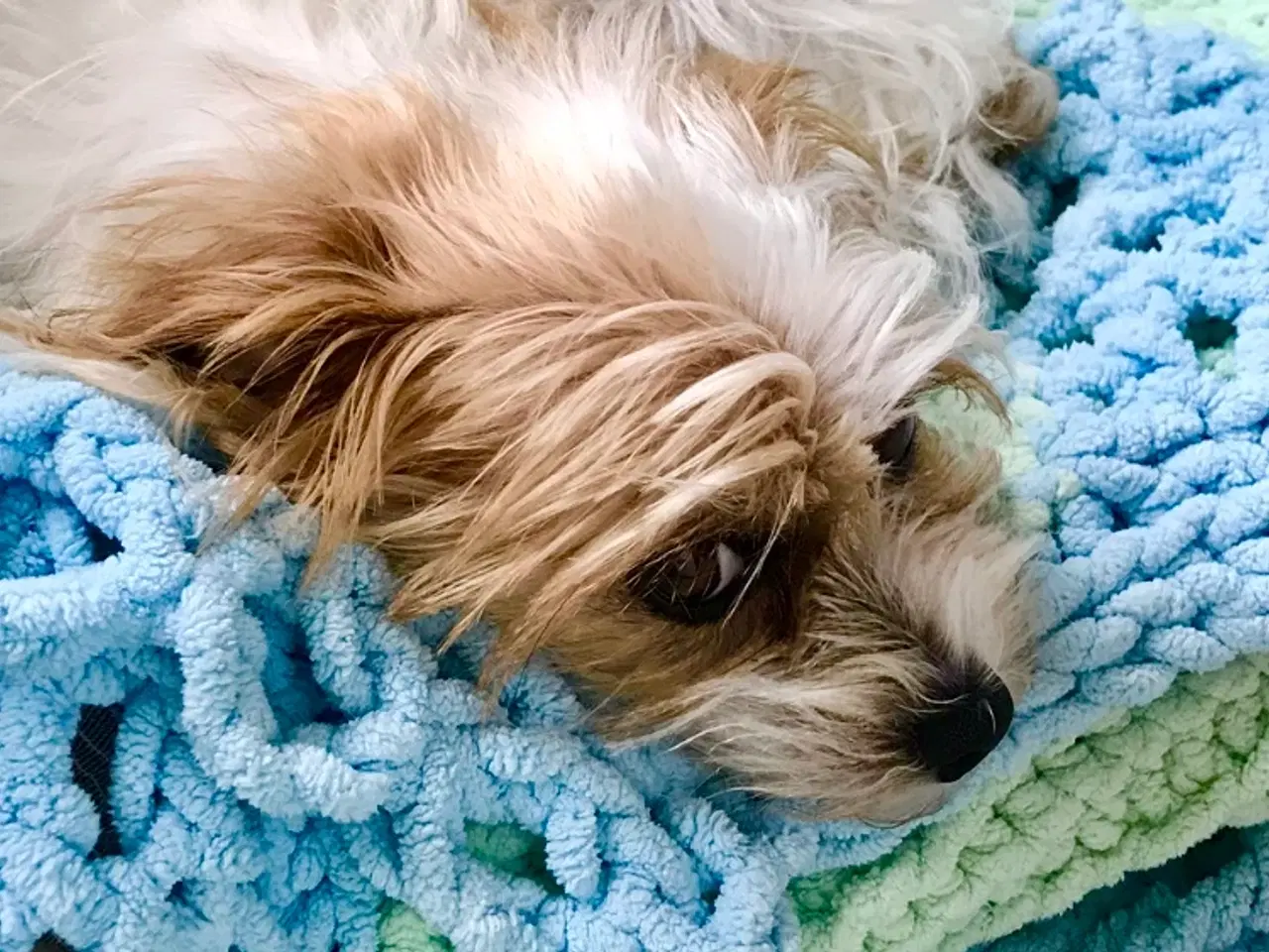 Billede 3 - Malteser/Jack russell tæve
