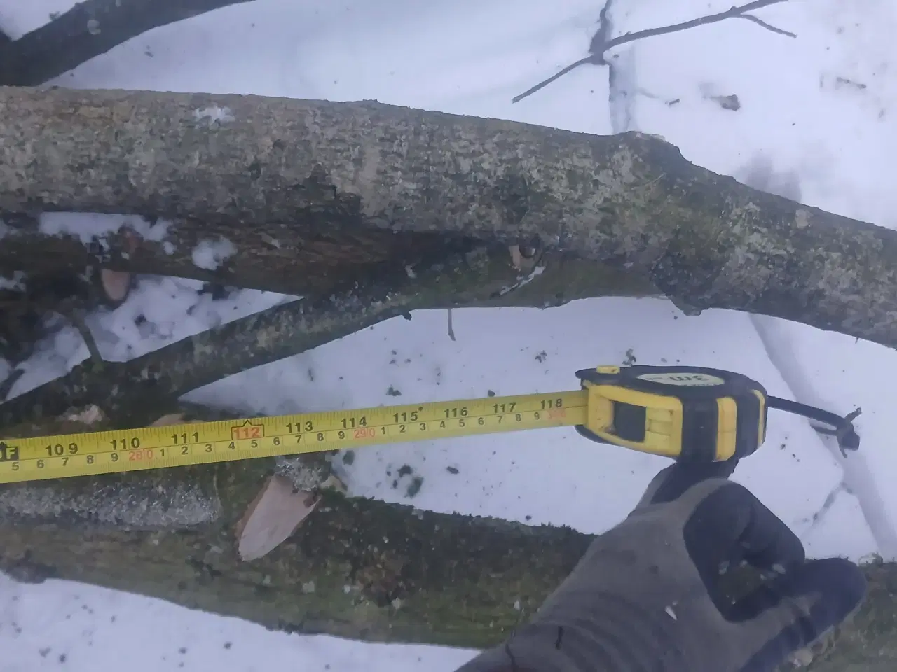 Billede 3 - En stak friske grene fra et asketræ