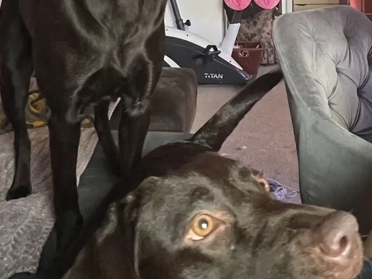 Billede 5 - Beautiful and energetic Labrador puppy - Healthy a