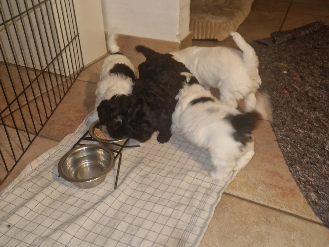 Billede 5 - Maltipoo hvalpe