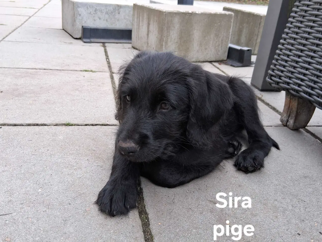 Billede 3 - Hvalpe klar til deres nye familier ❤️