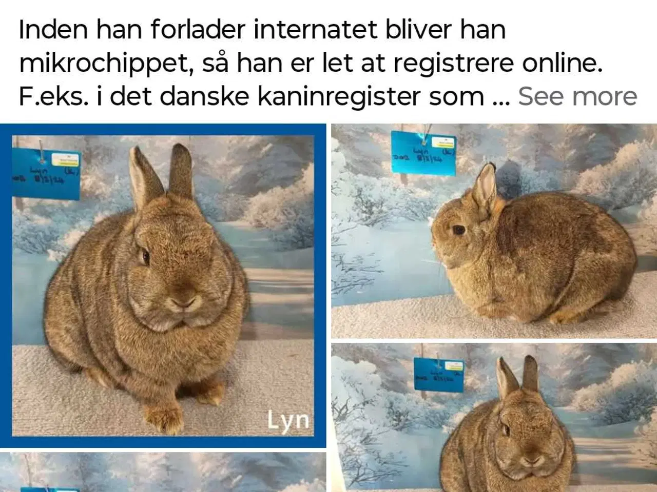 Billede 2 - Kastreret vaccineret han Hermelin kanin dreng