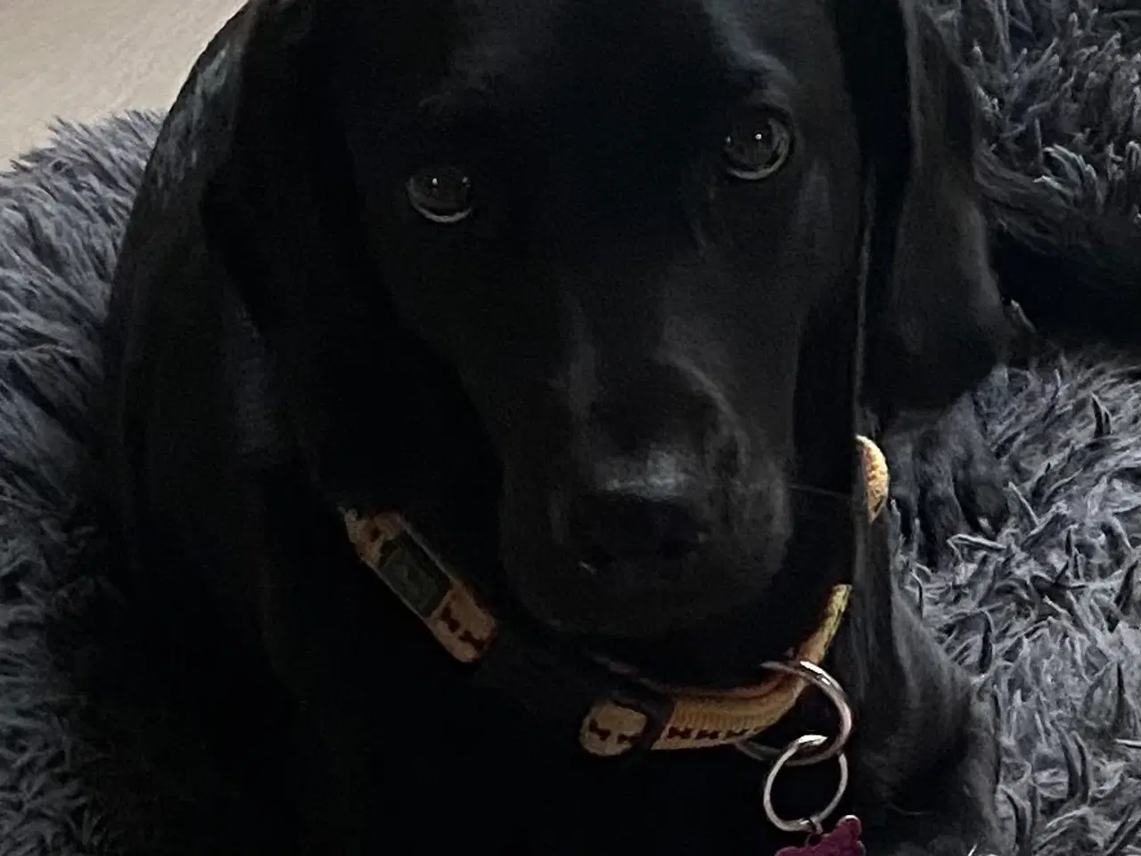 Billede 1 - Jagt søges på Nordfyn 