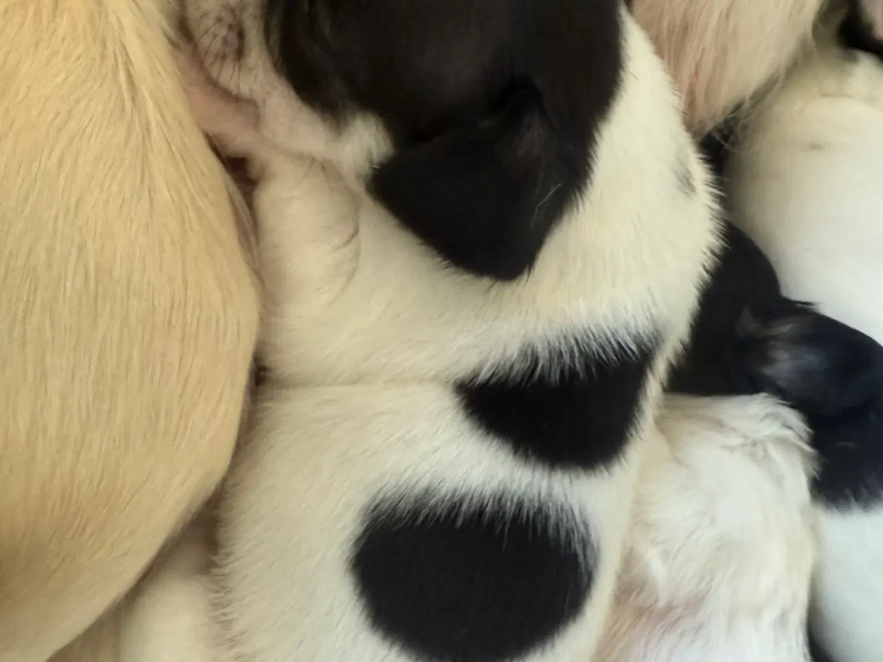 Billede 2 - Mini Pomaranin/papillon 