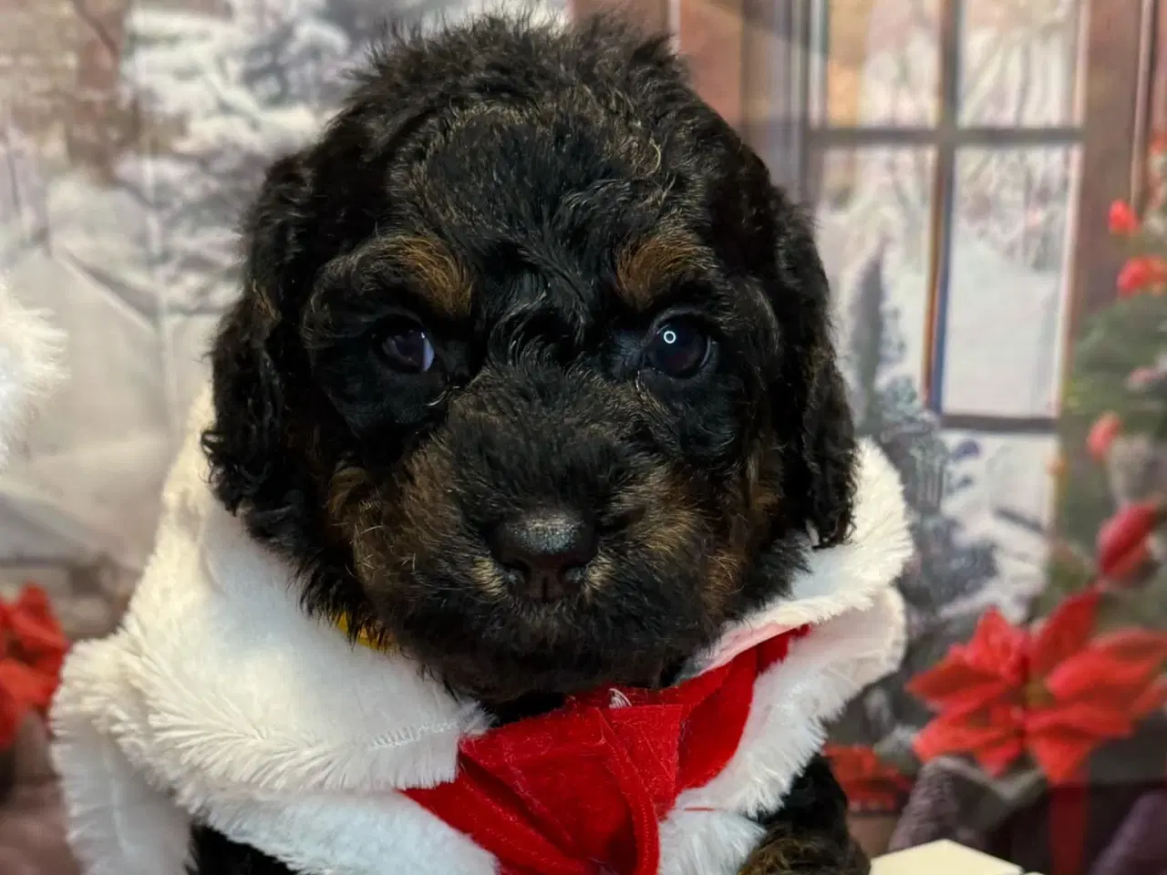 Billede 3 -  Labradoodler med klippe pels i det nye år !