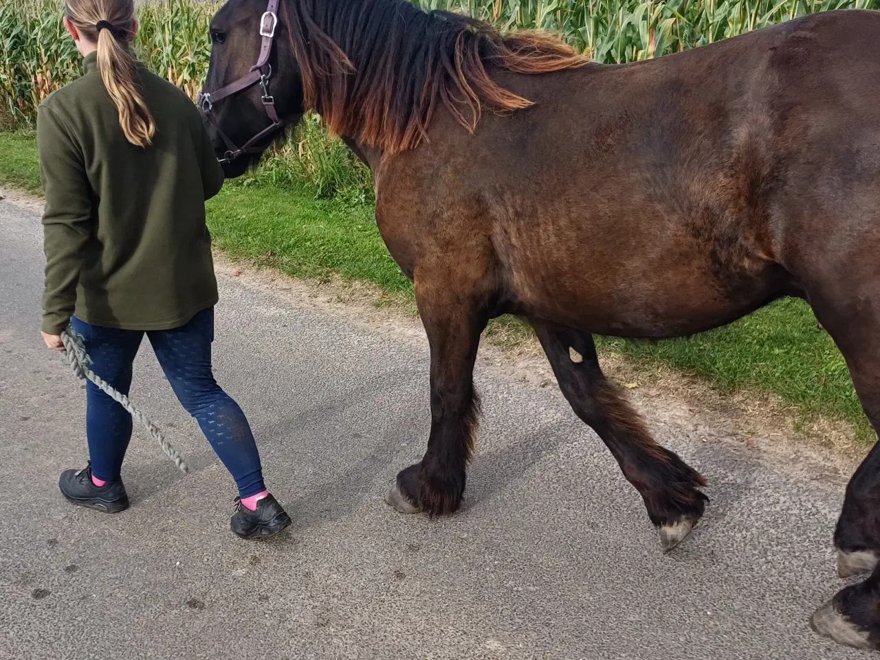 Billede 7 - 1 årig Jyskhest hingst sælges