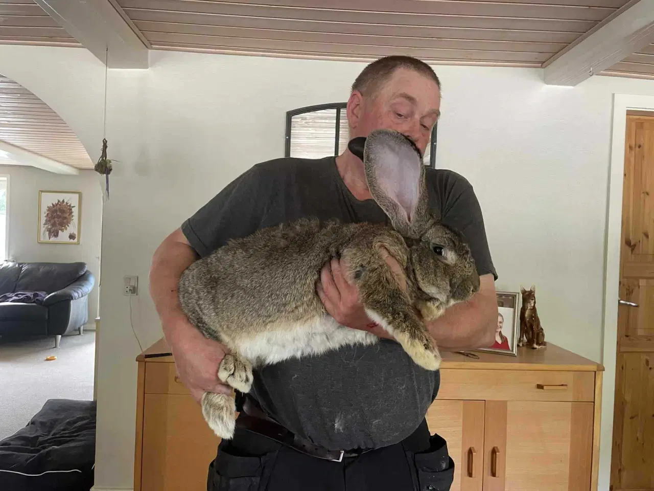 Billede 1 - Kaninunger Belgisk kæmpe X Hvid land 