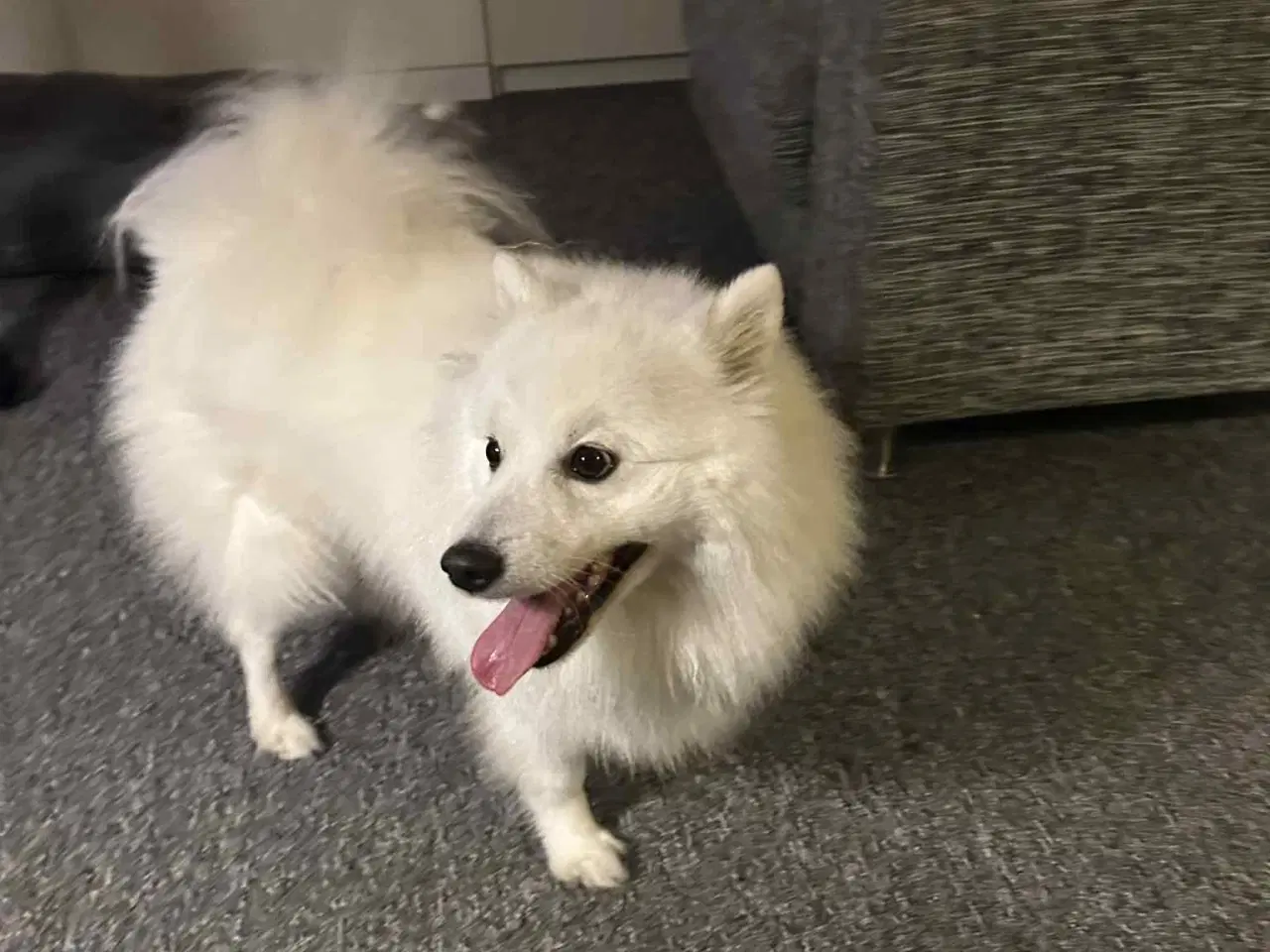 Billede 6 - Japansk spids