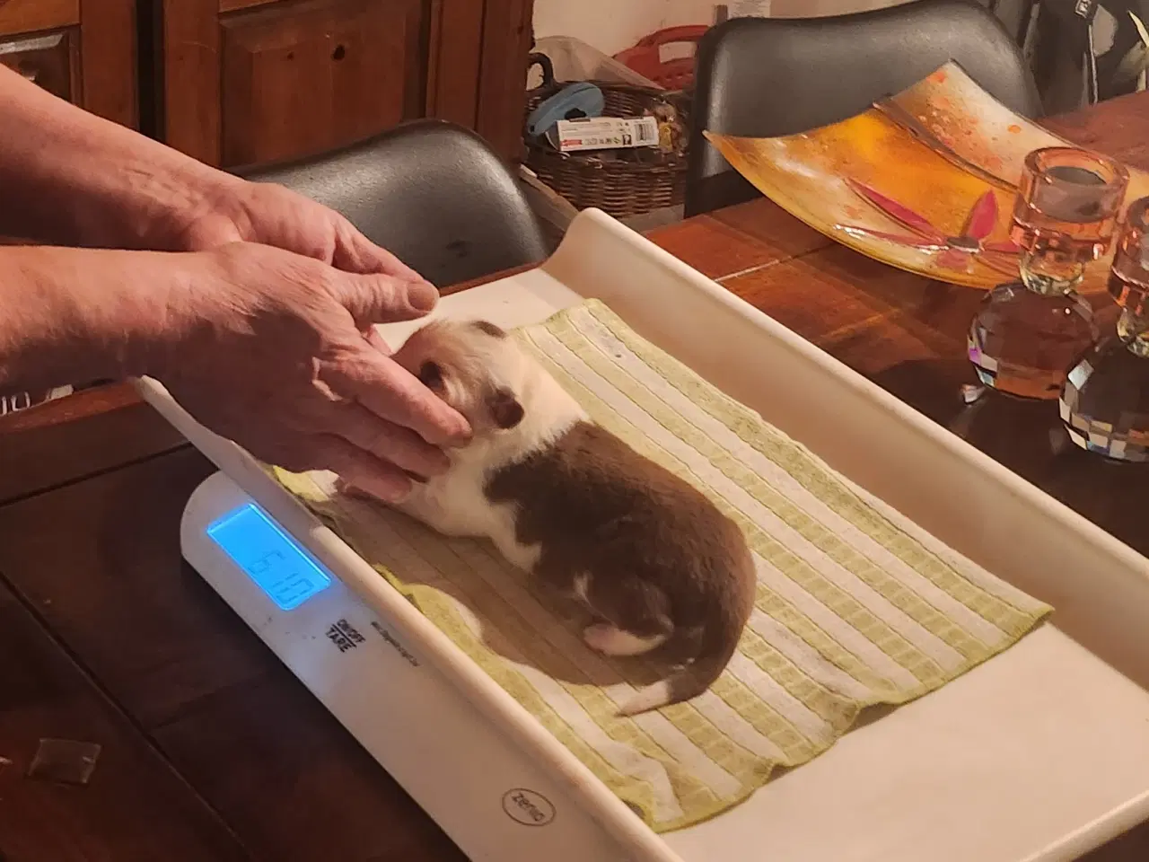 Billede 13 - Border collie/ Australien Shepherd mix