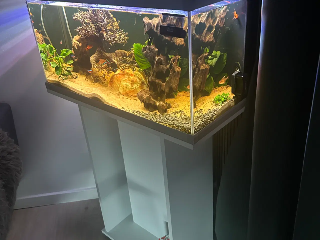 Billede 13 - Fineste akvarie + indhold sælges.