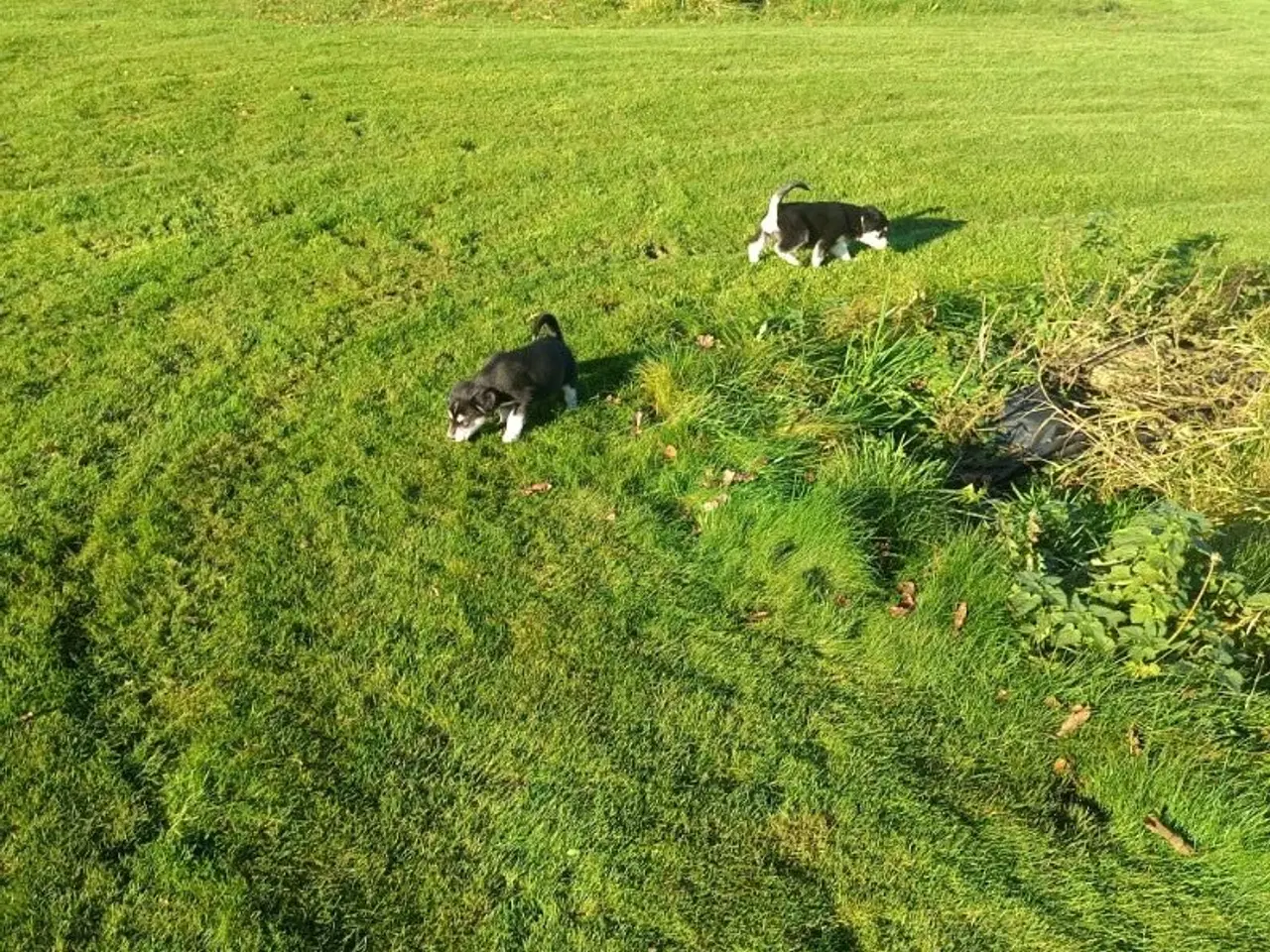 Billede 12 - Hvalpe mix