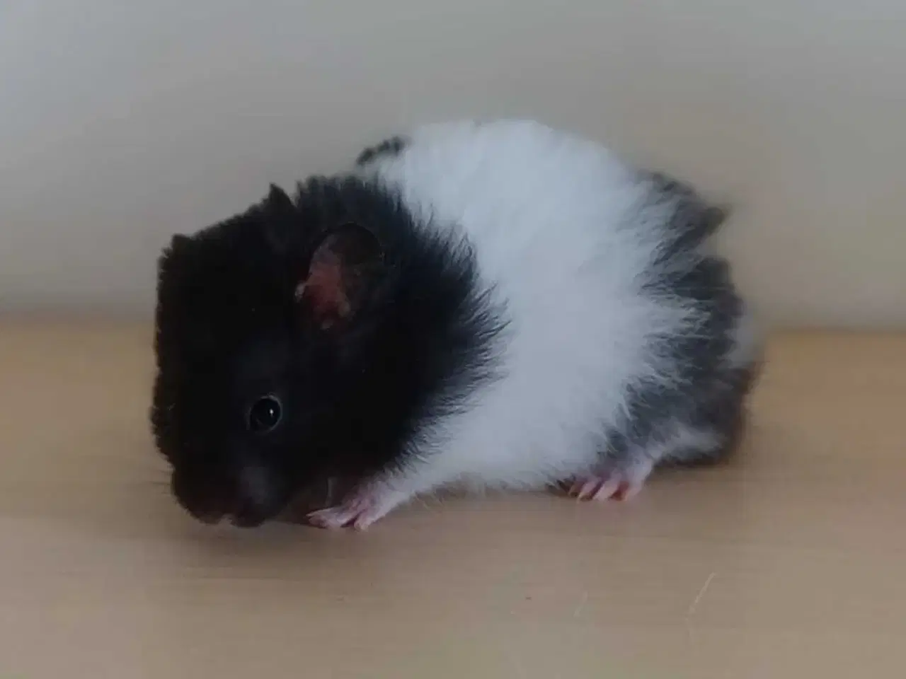 Billede 12 - Guldhamster unger 