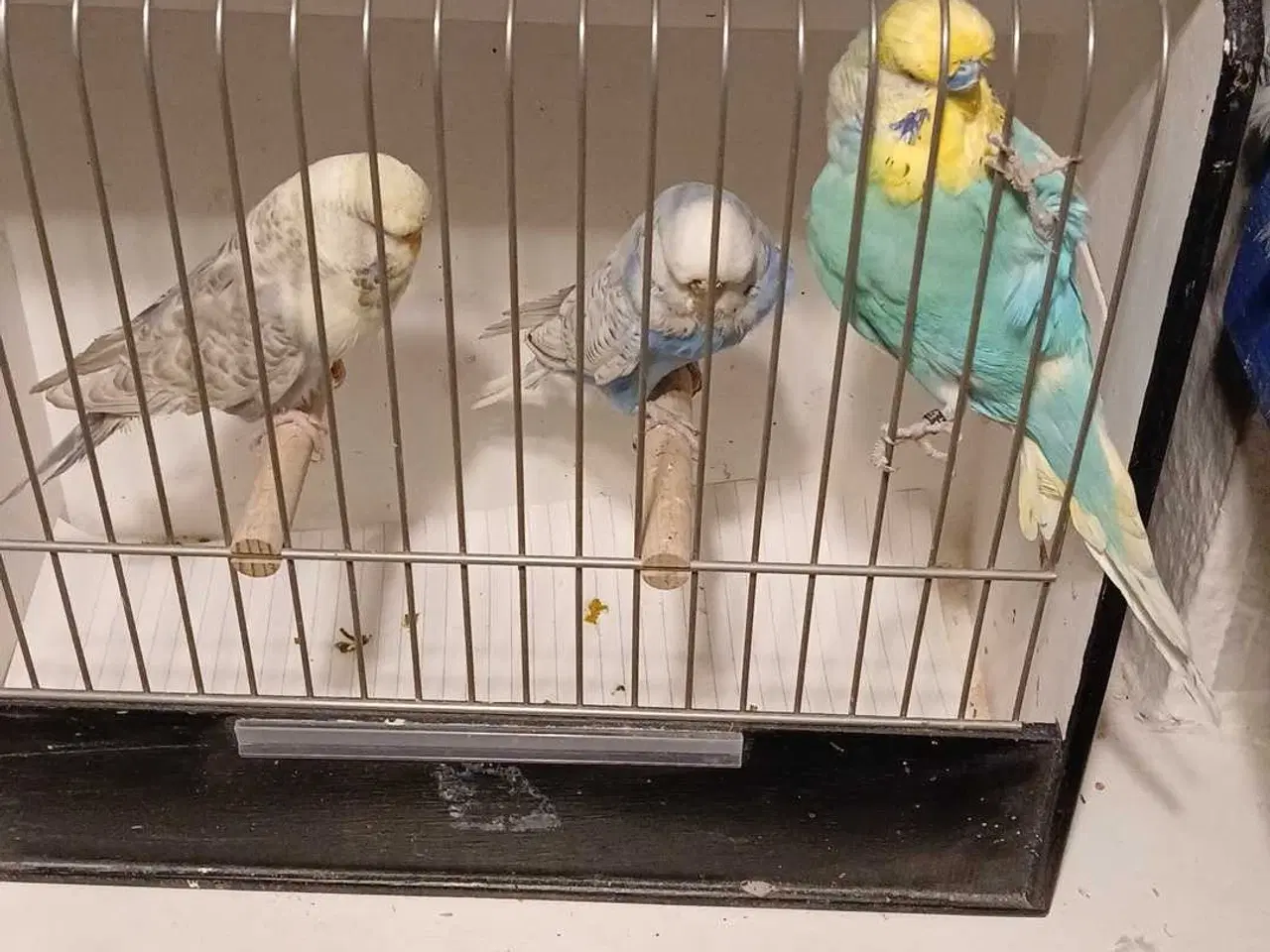 Billede 2 - 9 engelske undulater 