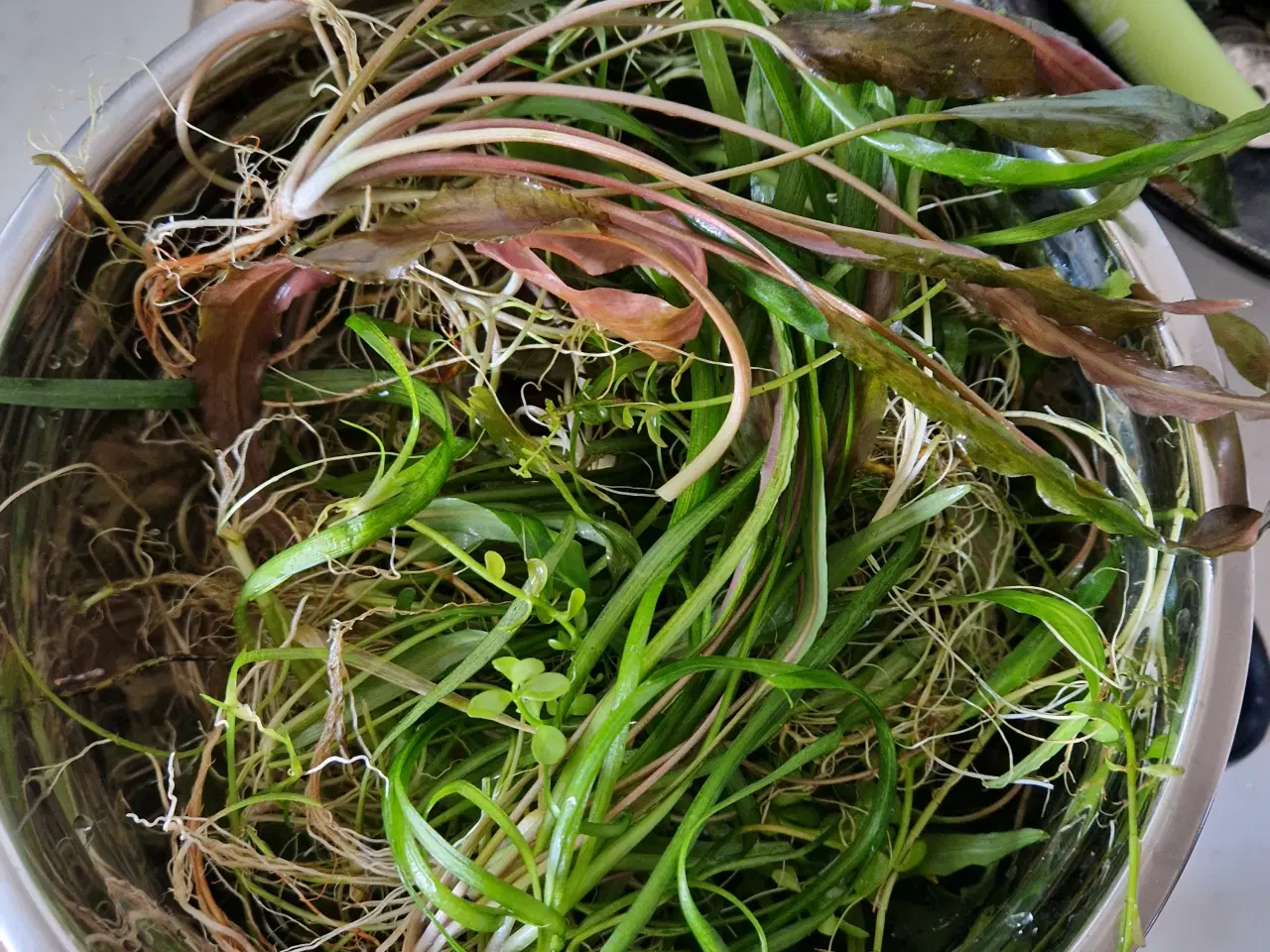 Billede 3 - Akvarie planter