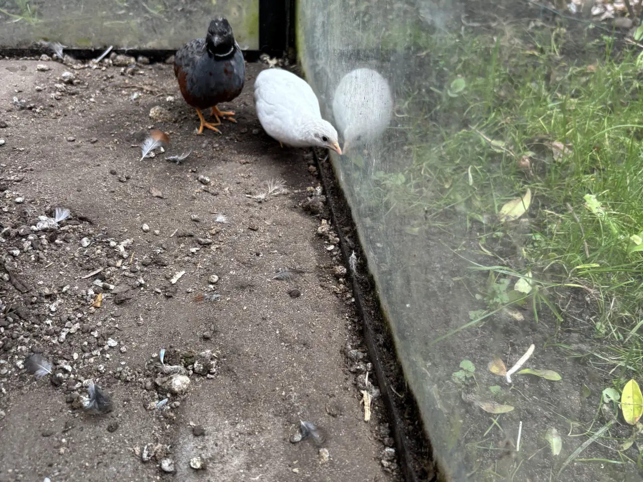 Billede 1 - Kinesiske dværg vagtler sælges.  (Esbjerg)