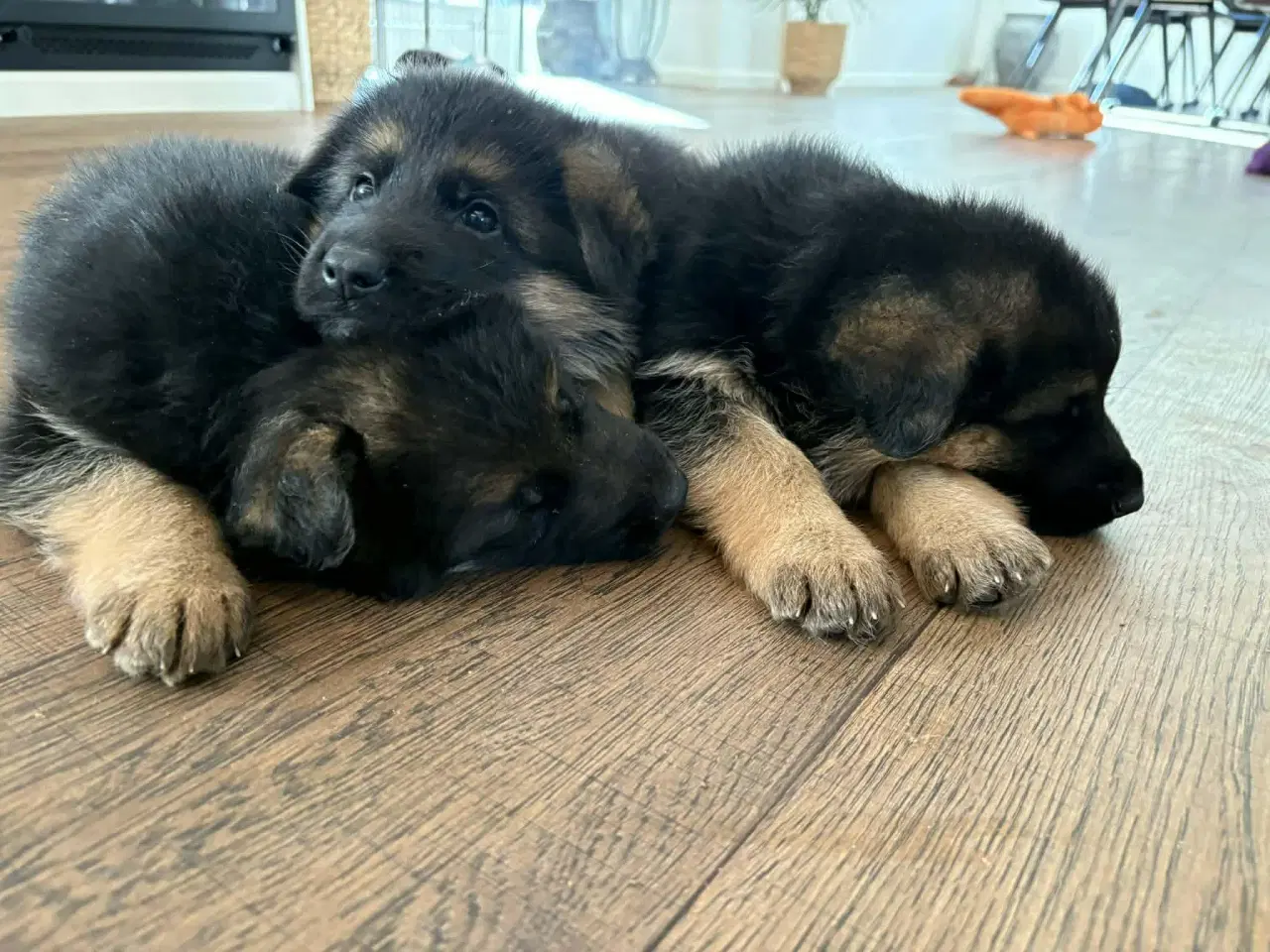 Billede 4 - Skønne schæferhvalpe