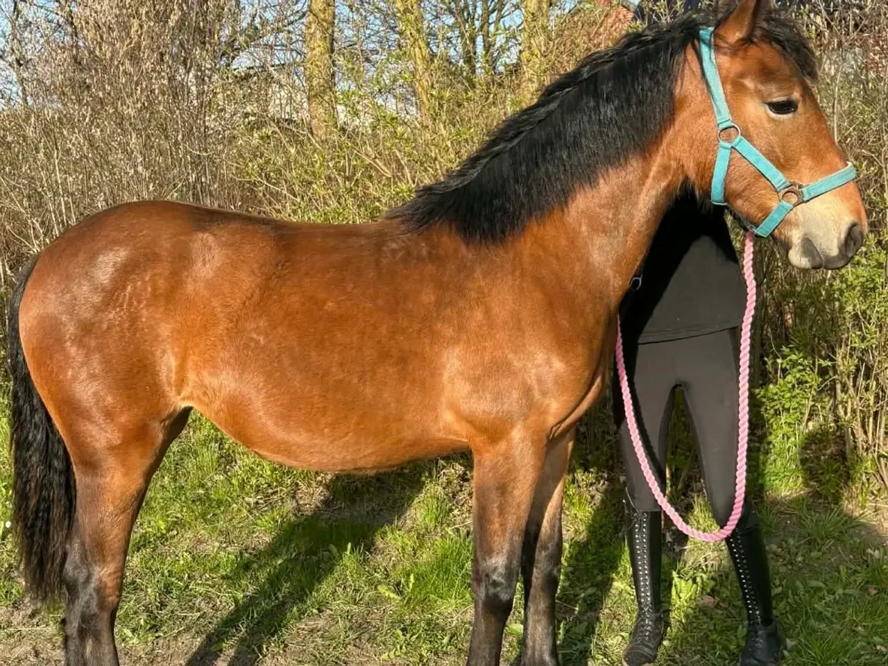 Billede 1 - Hjem før pris! Smuk 1 års hoppe