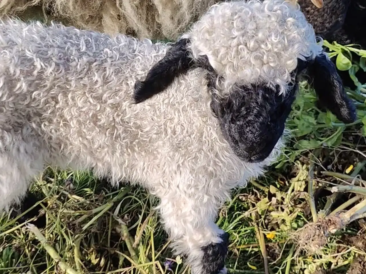 Billede 5 - Black nose og en spælsauer 