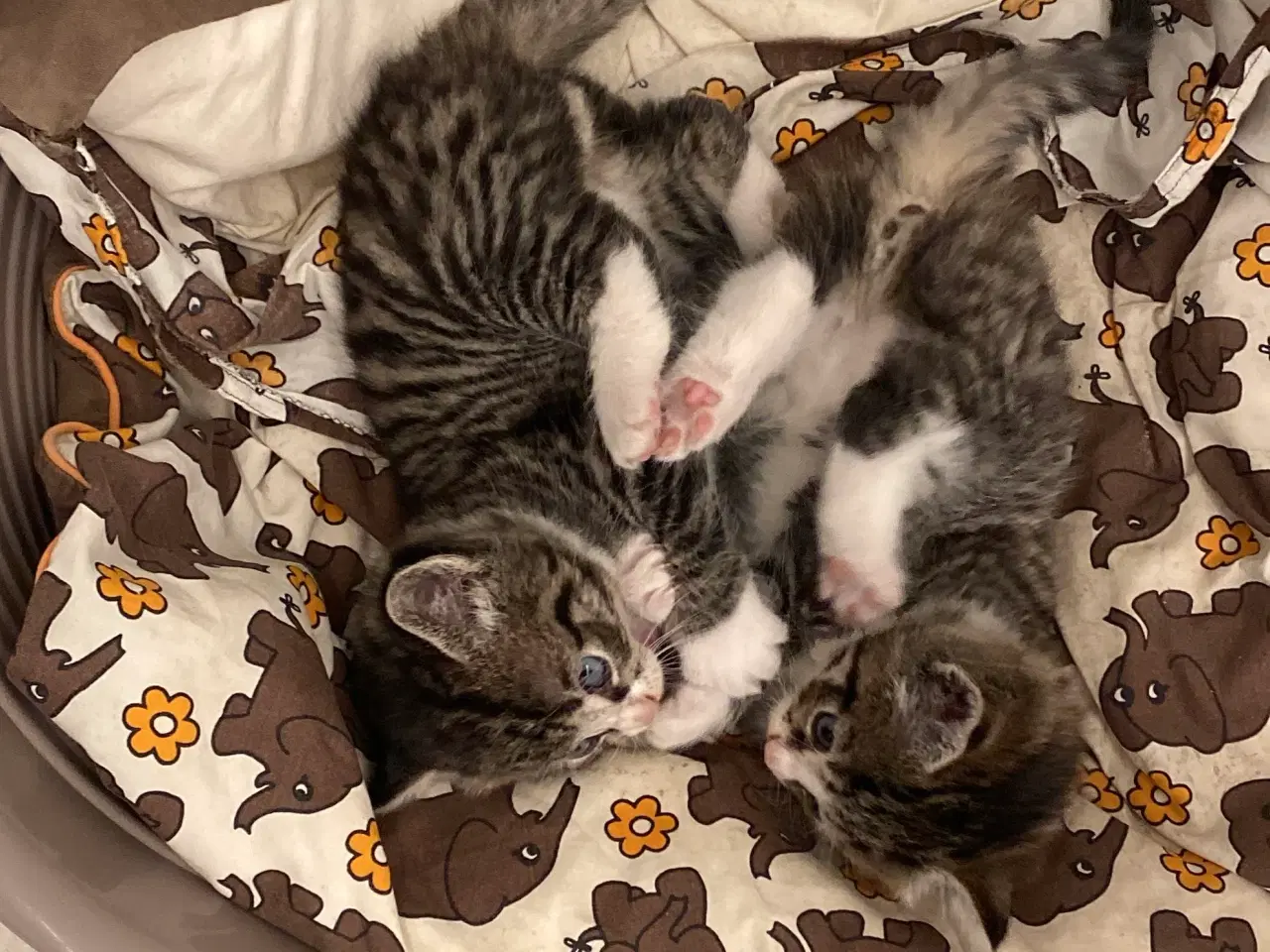 Billede 4 - Kattekillinger 