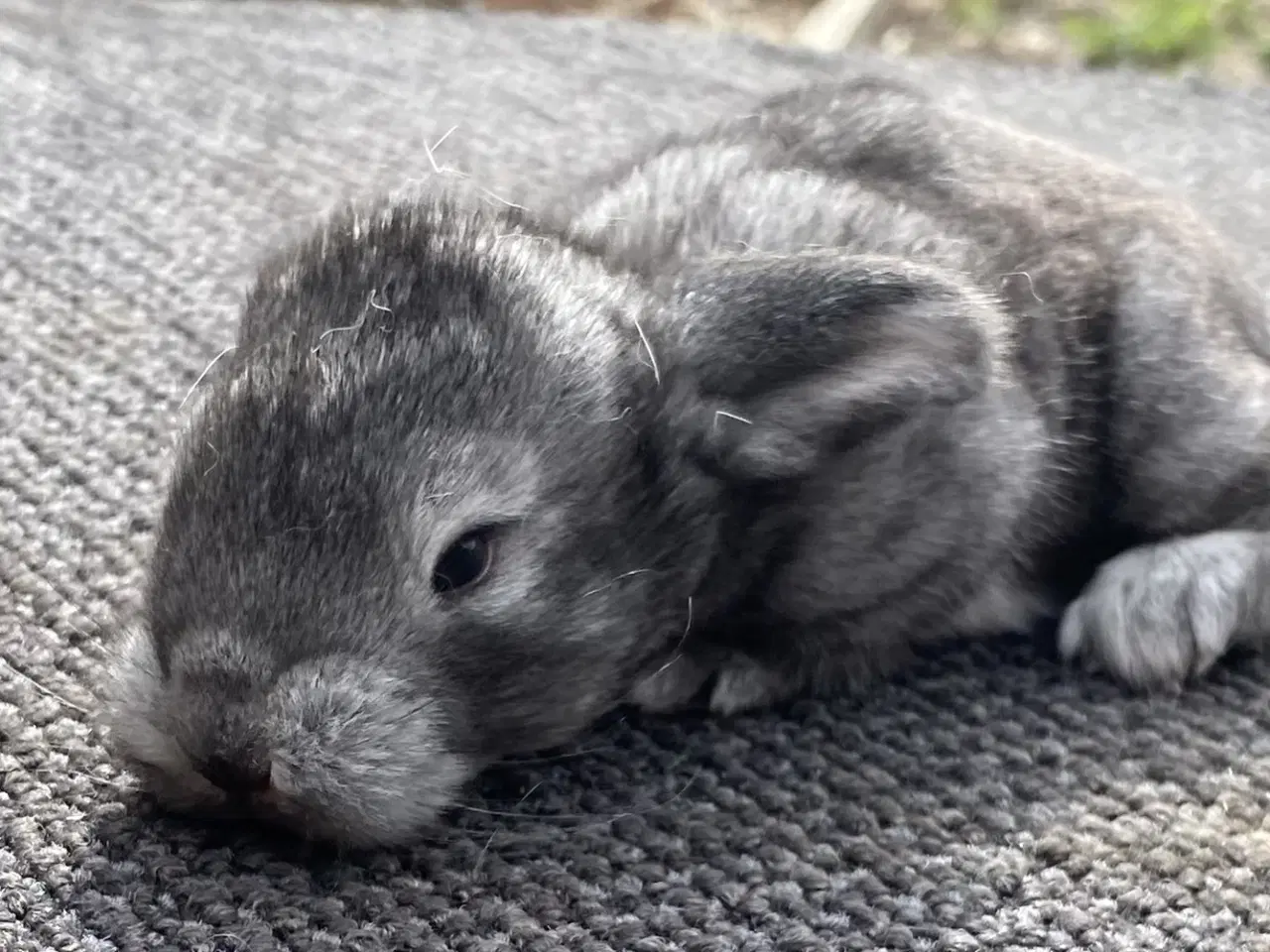 Billede 4 - FRANSK VÆDDER HAN CHINCHILLA