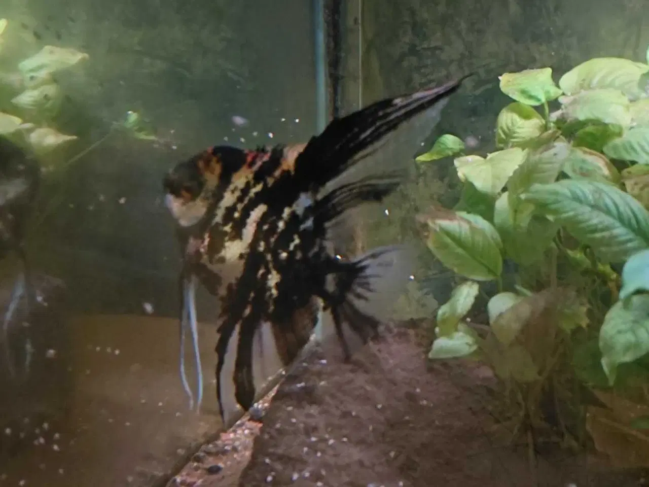 Billede 1 - Ensom Scalare fisk søger ny familie 