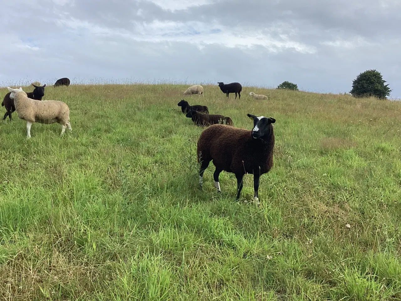 Billede 4 - Krydsningsfår, Zwartbless/Texel, 2 og 3 år. 