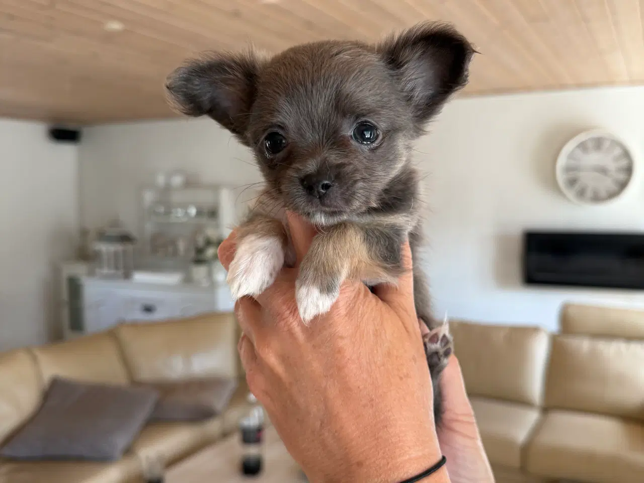 Billede 3 - Chihuahua hvalpe 