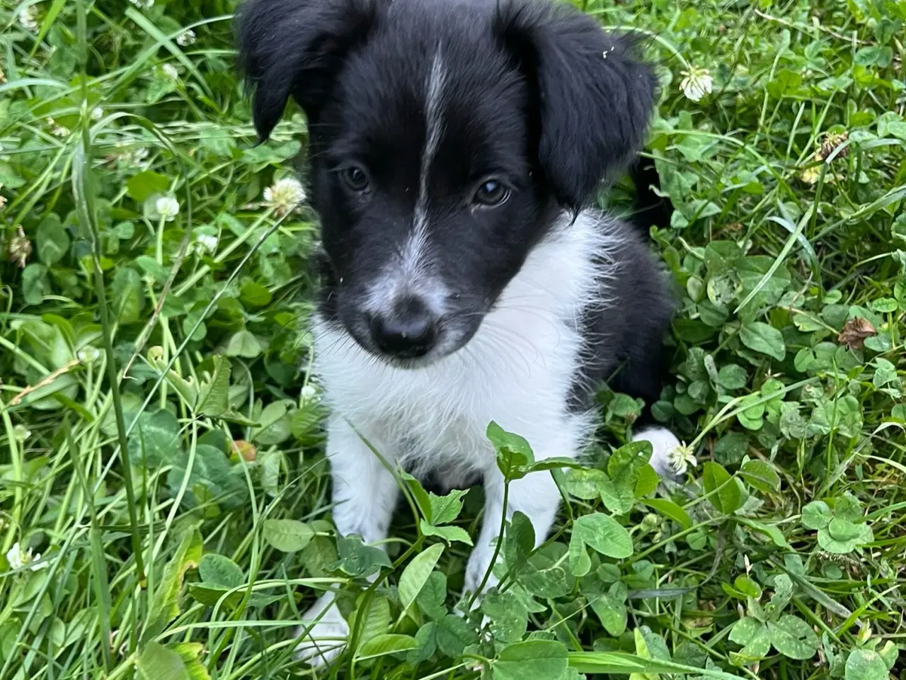 Billede 6 - Border Collie hvalpe