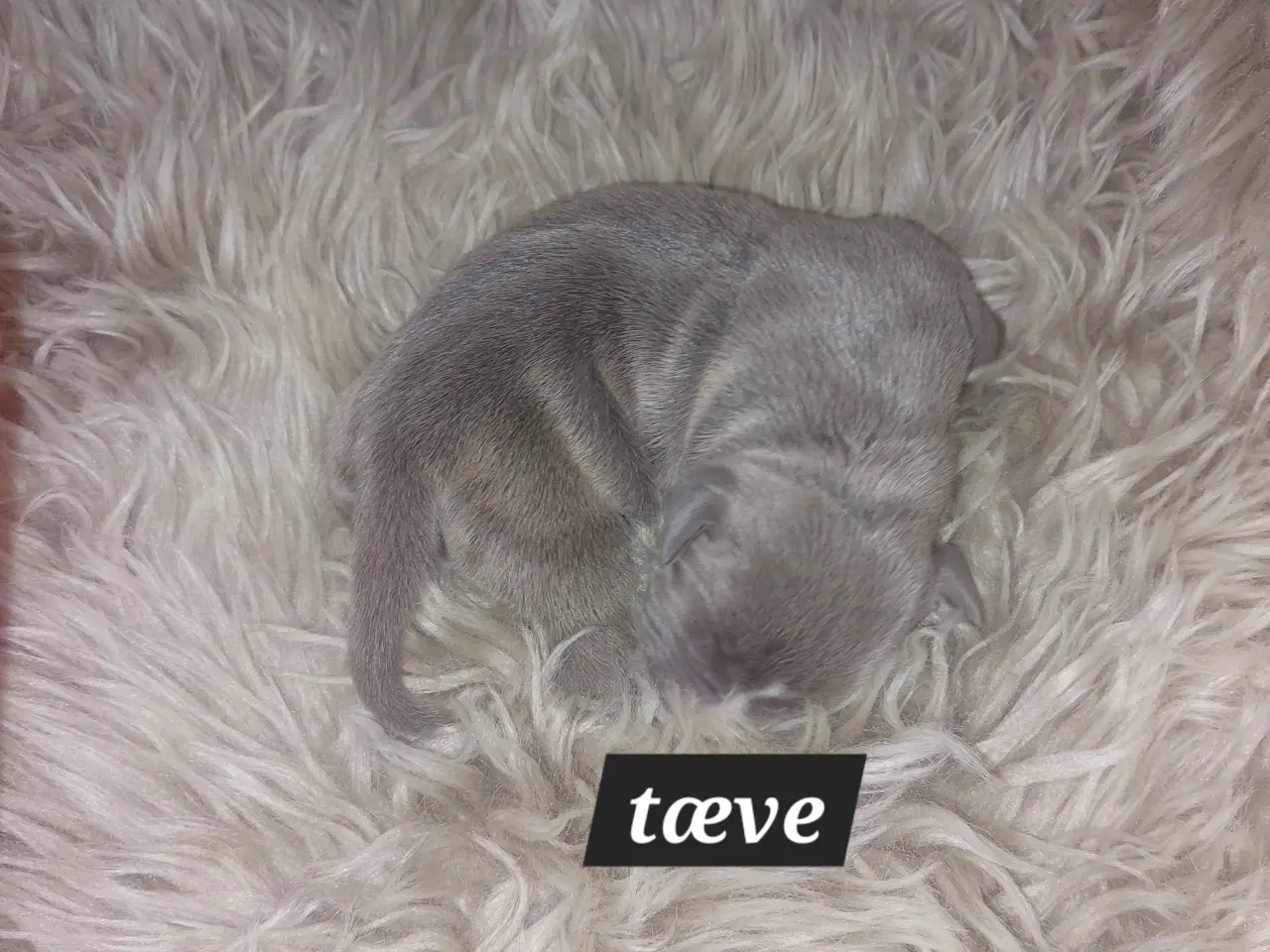 Billede 12 - American bully hvalpe 