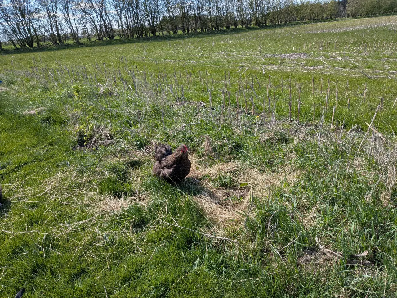 Billede 6 - 1.4 hygge høns til haven